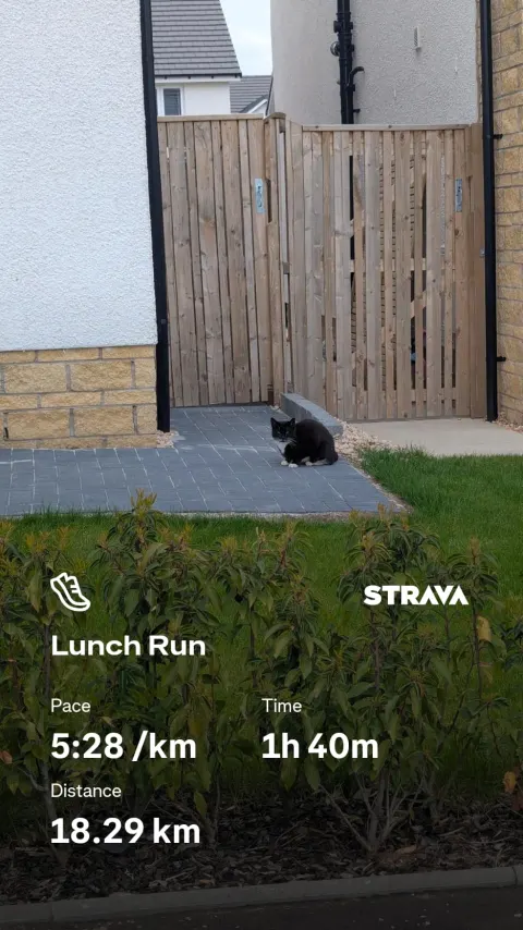 A black and white cat sitting on a path by a garden gate, over Strava figures for an 18.29km lunch run.