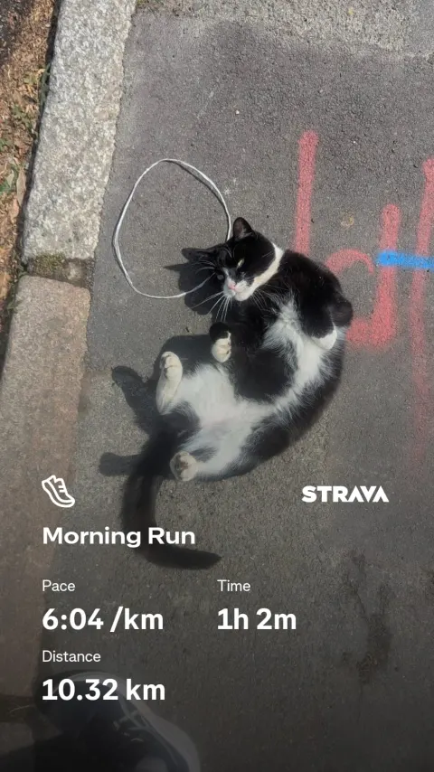A tuxedo cat rolling on its back on sunlit pavement, over Strava figures for a 10.32km morning run.